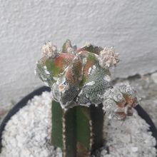 Foto de un cactus que se está identificando actualmente