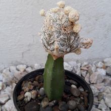 A photo of Astrophytum myriostigma cv. HUBOKI