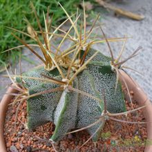 Una foto de Astrophytum ornatum