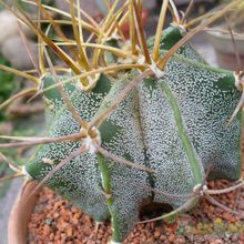 Una foto de Astrophytum ornatum