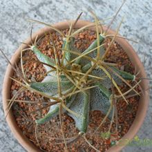 Una foto de Astrophytum ornatum