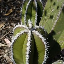Una foto de Pachycereus marginatus