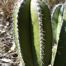Una foto de Pachycereus marginatus
