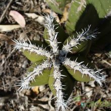 Una foto de Pachycereus marginatus