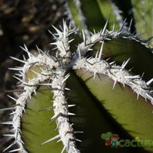Una foto de Pachycereus marginatus