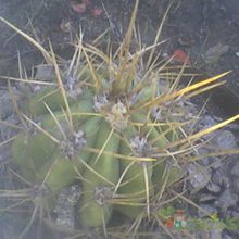 Una foto de Echinopsis candicans