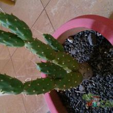 A photo of Cumulopuntia boliviana