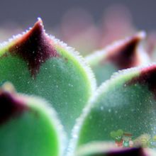 Una foto de Sempervivum calcareum