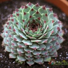 Una foto de Sempervivum calcareum