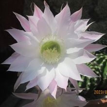 Foto de un cactus que se está identificando actualmente