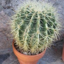 Una foto de Echinocactus grusonii