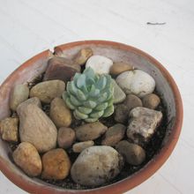 Foto de un cactus que se está identificando actualmente