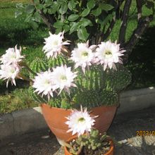 Foto de un cactus que se está identificando actualmente