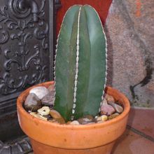 A photo of Pachycereus marginatus