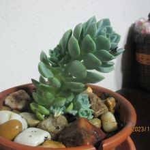 Foto de un cactus que se está identificando actualmente