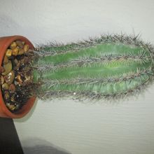 Foto de un cactus que se está identificando actualmente