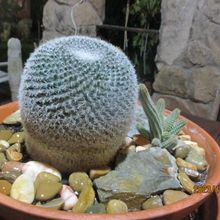 Photo of a cactus currently being identified