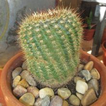 Foto de un cactus que se está identificando actualmente