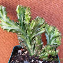 Una foto de Euphorbia lactea fma. crestada
