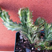 Una foto de Euphorbia lactea fma. crestada