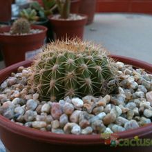 A photo of Echinopsis mamillosa