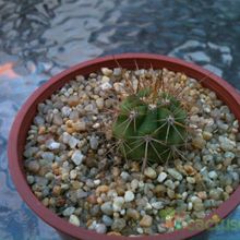 A photo of Echinopsis atacamensis ssp. pasacana