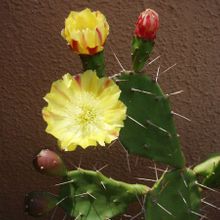 Una foto de Opuntia monacantha