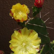 Una foto de Opuntia monacantha
