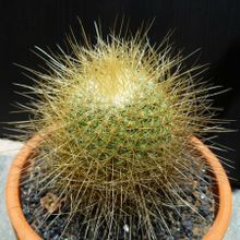 A photo of Mammillaria rhodantha ssp. pringlei