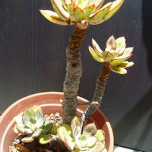Una foto de Echeveria nodulosa