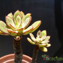 Una foto de Echeveria nodulosa