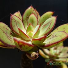 Una foto de Echeveria nodulosa