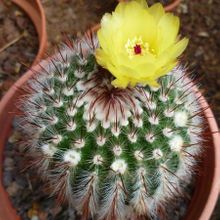 A photo of Parodia scopa