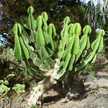 Una foto de Euphorbia cooperi 