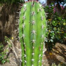 A photo of Pachycereus pecten-aboriginum