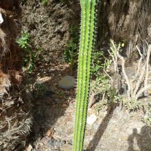 A photo of Pachycereus pecten-aboriginum