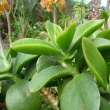 Una foto de Cotyledon macrantha