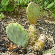 A photo of Opuntia penicilligera