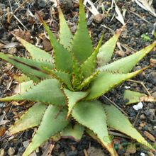 Una foto de Aloe broomii