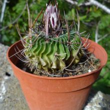 A photo of Stenocactus crispatus