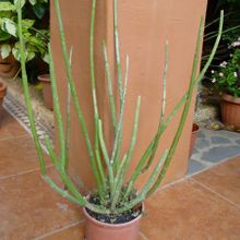 Una foto de Ceropegia dichotoma