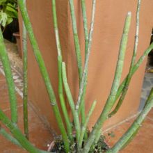 Una foto de Ceropegia dichotoma