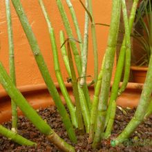 Una foto de Ceropegia dichotoma