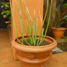 Una foto de Ceropegia dichotoma