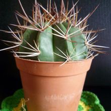 A photo of Melocactus oreas