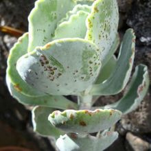 A photo of Cotyledon orbiculata var. undulata