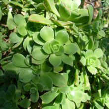 A photo of Aeonium haworthii
