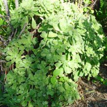 A photo of Aeonium haworthii