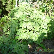 A photo of Aeonium haworthii