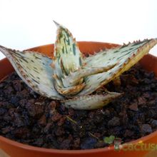 A photo of Aloe somaliensis  